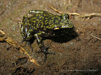 LCM0047 Eleutherodactylus leprus.jpg