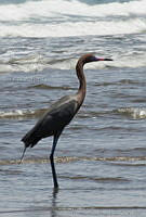 VHL0330 Egretta rufescens.jpg