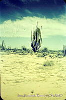 3184 Sonora, México.jpg