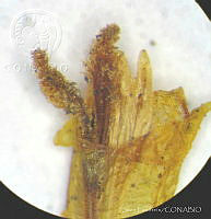 SL2606 Dahlia merckii.jpg