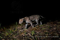 FCMB005 Leopardus pardalis.jpg
