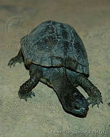 ELC0114 Terrapene coahuila.jpg