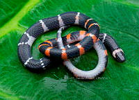 VHJA 0021 Geophis laticinctus.jpg