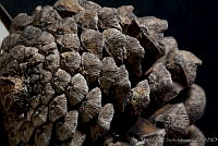 MASM03352 Pinus montezumae.jpg