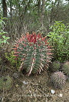 CAR 0039 Ferocactus.jpg