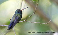 AAKVDH 0518 Cynanthus latirostris.JPG