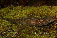 JCC0439 Sceloporus torquatus.JPG