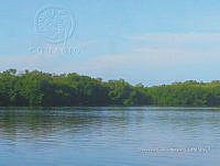 TE001 0362 Crocodylus acutus.jpg