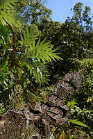 VHL0524 Trimorphodon tau.jpg