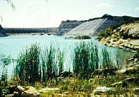 FGM2499 Typha sp..JPG