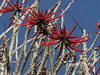 3R 01138 Erythrina americana.jpg