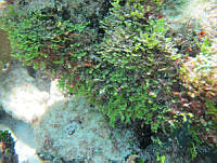 BDP0188 Halimeda goreaui.jpg