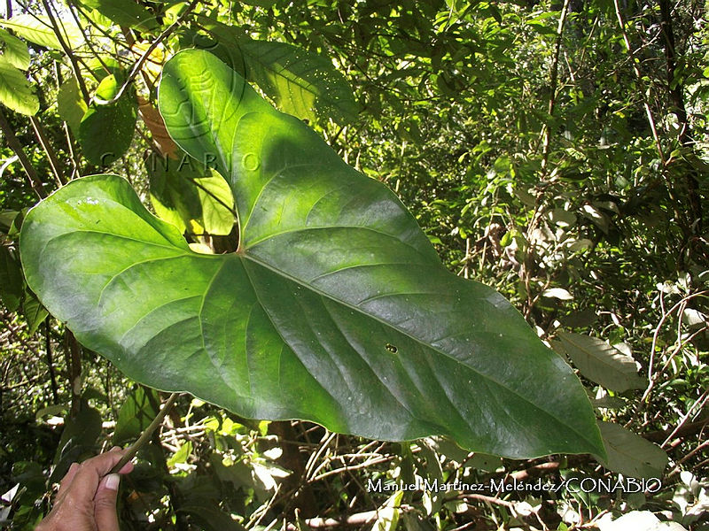 JF092%200549%20Anthurium%20cordatotriangulum.jpg.nyeamuP1MVnzd8dhQA3g0JtbmFja29CbnFuZ3NAbXJ6LGtwZwA.WBZnUPJKdU
