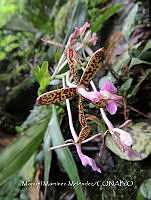 JF092 1377 Epidendrum cnemidophorum.jpg