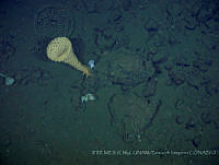 IFREMER-ICMyL-UNAM 0022 Heterochone sp..jpg