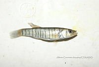 HE009 P 0265 Fundulus similis.JPG
