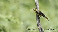 AAKVDH 0427 Icterus spurius.JPG