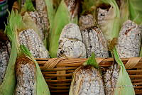 IMDOC Hong 0145 Ustilago maydis.jpg