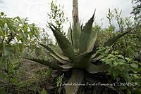 ZAPF0540 Agave sp..jpg