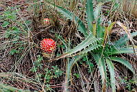 IMDOC Hong 0098 Amanita muscaria.jpg