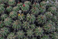 IMDOC 4790 Ferocactus robustus.jpg
