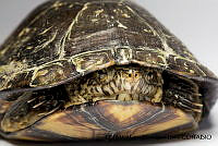 PJ016 0294 Kinosternon integrum.JPG