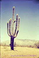 3199 Sonora, México.jpg