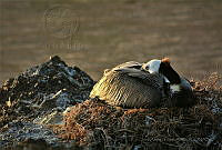 JALA06 Pelecanus occidentalis.jpg