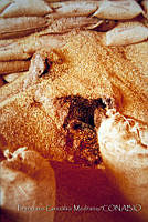 FGM0004 Zea mays.JPG