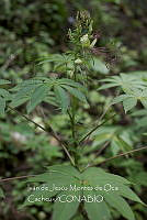 IMDOC4018 Cleoserrata speciosa.jpg