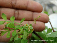 MEGA 0676 Bursera laxiflora.JPG