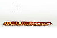 MASM07027 Myriapoda.jpg