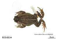 ME006 herp SCLC 0001 Incilius bocourti - (Brocchi, 1877).jpg