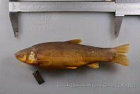 RQTG0618 Algansea tincella.jpg