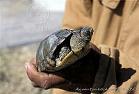 AB0228 Terrapene coahuila.jpg