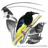 MAPM0341 Paradiseidae.jpg