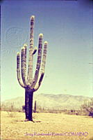 3199 Sonora, México.jpg