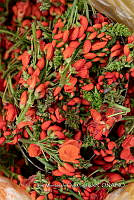 IMDOC Hong 0063 Phaseolus coccineus (1).jpg.jpg