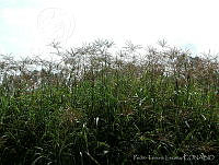 PTL2139 Chloris gayana.jpg