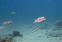 CNS1119 Diodon holocanthus.jpg