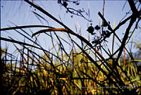 FGM4147 Typha sp..JPG