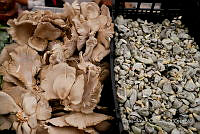 IMDOC Hong 0148 Ustilago maydis.jpg