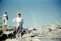 1305 Fouquieria splendens.jpg