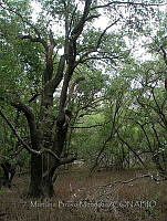 MBM004 Avicennia germinans.jpg