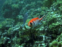 PSAG033 Myripristis jacobus.jpg