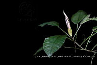 Zoqui 0382 Philodendron inaequilaterum.jpg