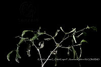 Atleq 0281 Phoradendron pedicellatum.jpg