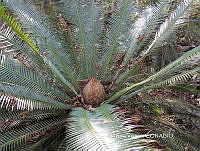 JAdNV0016 Dioon edule.JPG