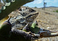 EGP0313 Phrynosoma orbiculare.jpg