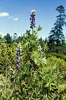 1877 Lupinus aschenbornii.jpg